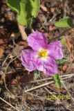 Cistus creticus