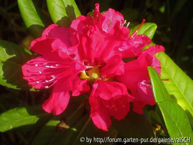 Einzelblüte