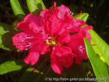 Einzelblüte