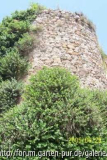 mit Kapern bewachsener Turm in Massa
