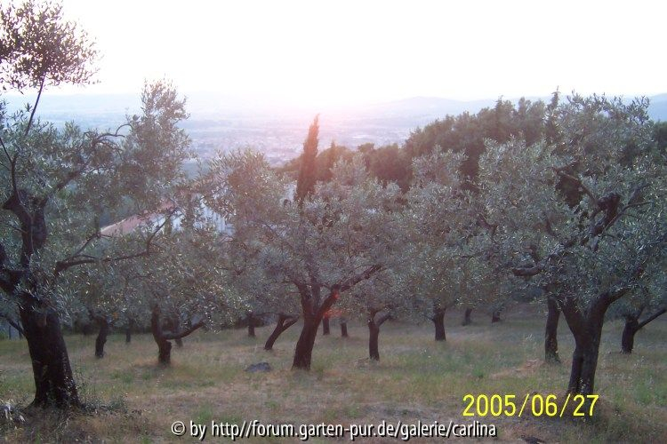 Olivenhain bei Sonnenuntergang