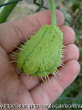 Chayote / 26.09.09
