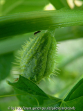 Chayote / 20.09.09