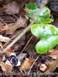 Asarum_Bluete_August
