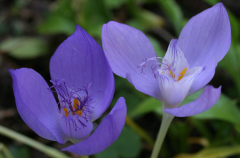 Crocus banaticus