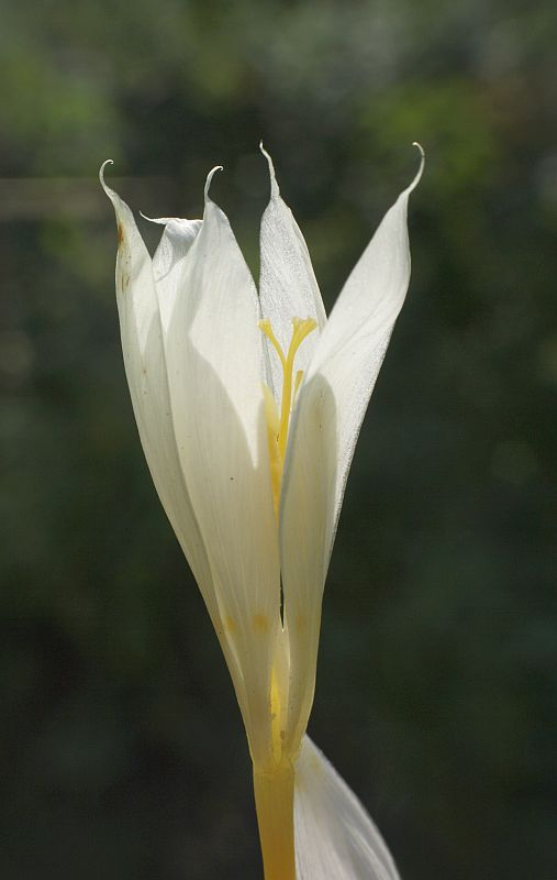 Herbst-Krokus (Crocus cf. vallicola)
