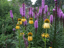 Echinacea 'Harvest Moon' mit Liatris spi