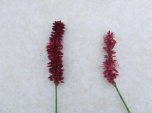 Links Persicaria amplexicaulis Blackfiel
