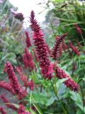 Persicaria amplexicaulis 'Blackfield'