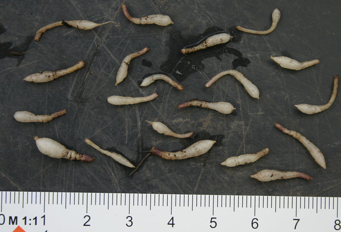 Codonopsis grey-wilsonii