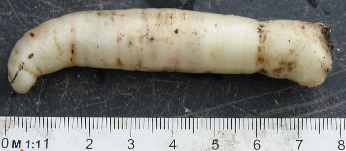 Codonopsis grey-wilsonii