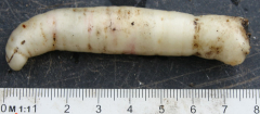 Codonopsis grey-wilsonii