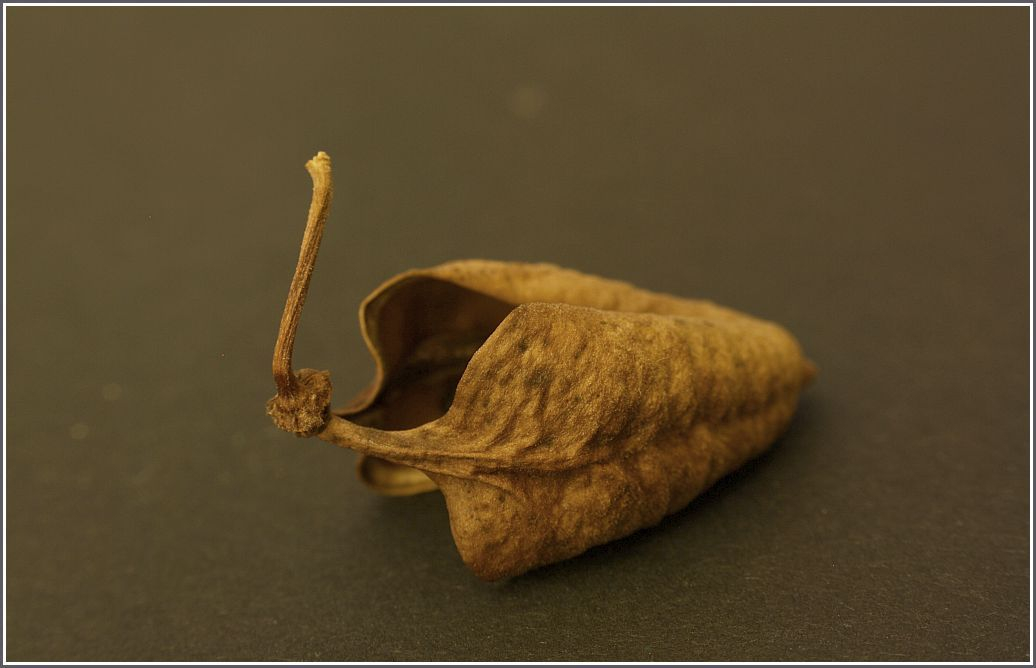 Schönranke (Eccremocarpus scaber), trockene Fruchthülle