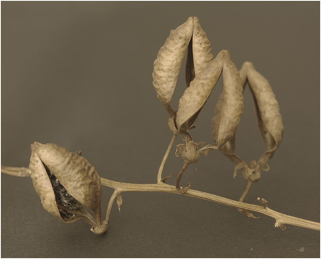 Schönranke (Eccremocarpus scaber), trockene Fruchthüllen