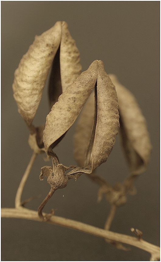 Schönranke (Eccremocarpus scaber), trockene Fruchthüllen
