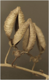 Schönranke (Eccremocarpus scaber), trockene Fruchthüllen