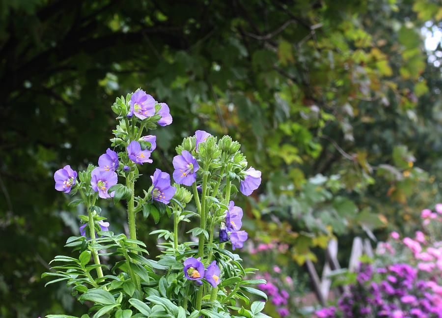 Nordische Himmelsleiter (Polemonium boreale)