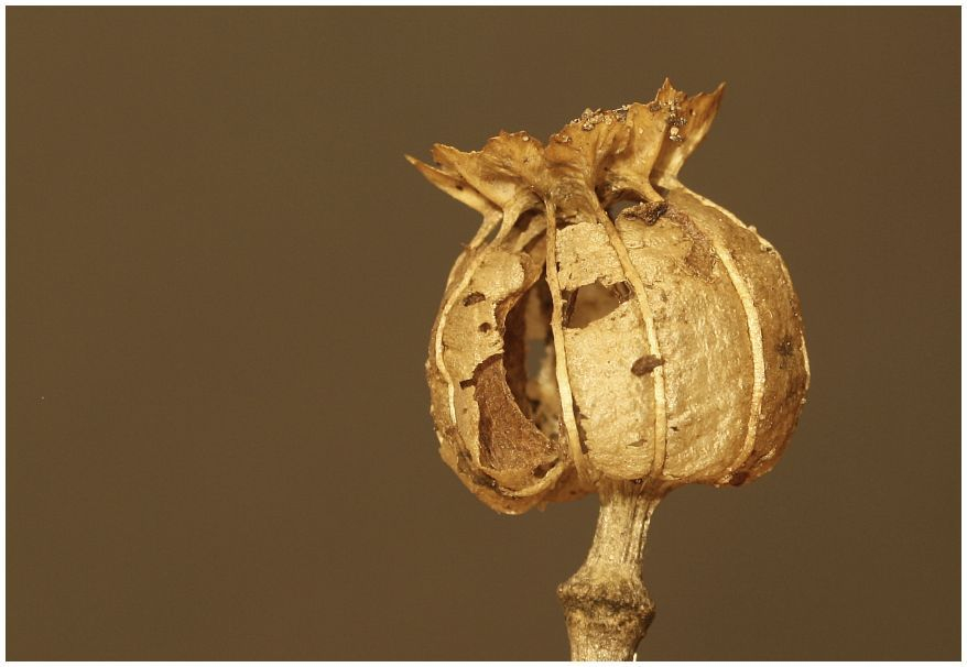 Schlafmohn (Papaver somniferum), trockene Kapsel