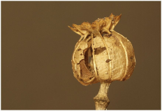Schlafmohn (Papaver somniferum), trockene Kapsel