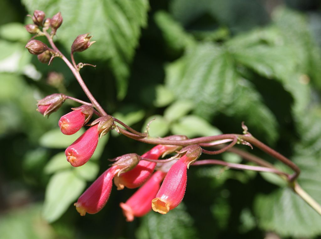 Schönranke (Eccremocarpus scaber), Blüten bis zum Frost