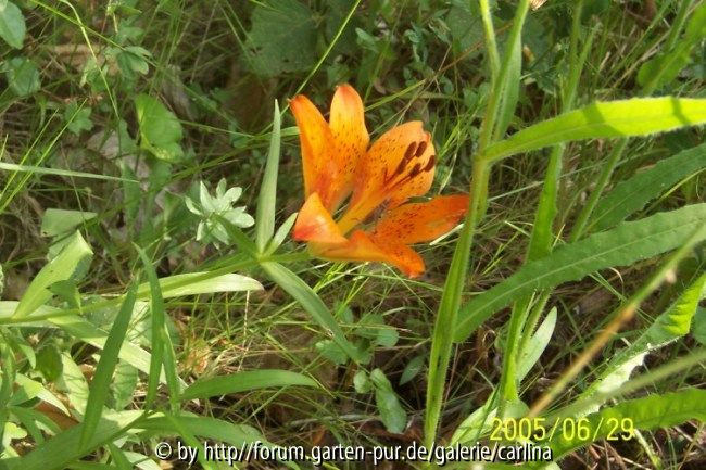 Lilium bulbiferum in Olivenhain