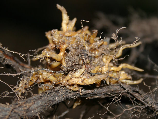 Orobanche species