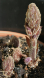Orobanche ramosa