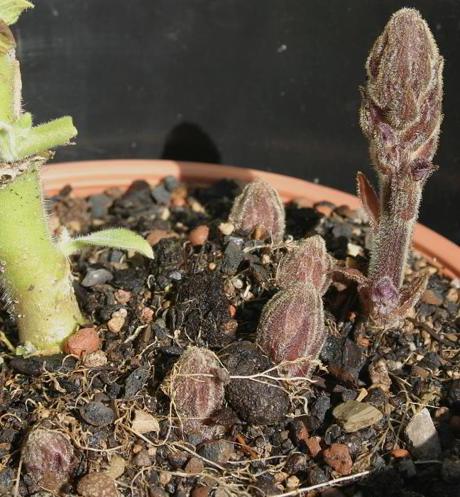 Orobanche ramosa