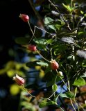 C.texensis