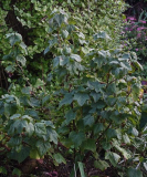 Schwarze Johannisbeere
