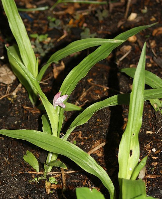 Roscoea alpina