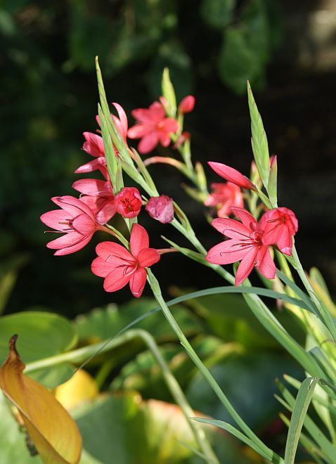 Spaltgriffel (Schizostylis coccinea)