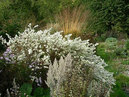Aster Schneetanne mit Pfeifengras Karl Foerster