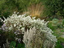 Aster Schneetanne mit Pfeifengras Karl Foerster