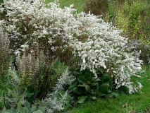 Aster Schneetanne mit Bergenie