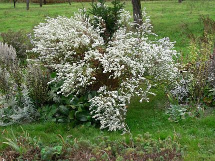 Aster Schneetanne wildes Getöse