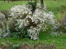 Aster Schneetanne wildes Getöse