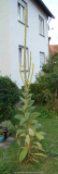 DSC00426.JPG