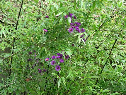 Aster Nachtauge in Schwarzem Bambus