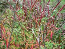 Panicum Hänse Herms mit Euphorbia Fire Glow