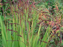 Panicum Hänse Herms hinter Luzifer
