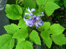 Clematis Heracleifolia Cassandra
