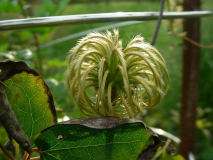 Clematis texensis 'Princess Diana' Fruch