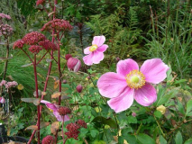 Anemone Hadspen Abundance Sedum Red Caul