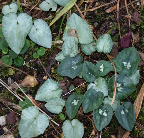 Cyclamen hederifolium