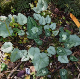 Cyclamen hederifolium