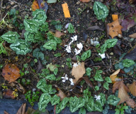 Cyclamen hederifolium