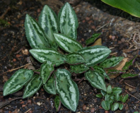 Cyclamen hederifolium
