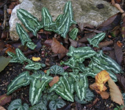 Cyclamen hederifolium