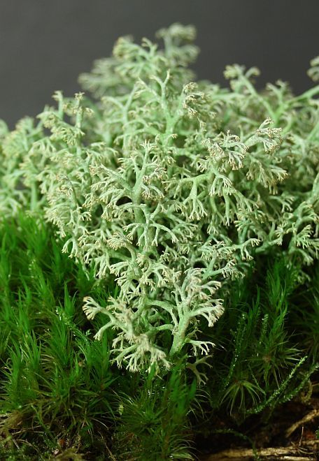 Rentierflechte (Cladonia cf. rangiferina)